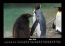 Tierkalender Fotokalender 2026 - 3