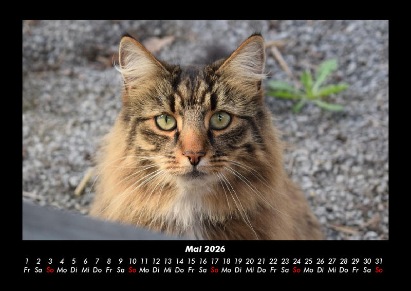 Tierkalender Fotokalender 2026 - 5