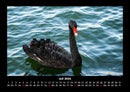 Tierkalender Fotokalender 2026 - 7