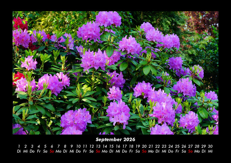 Blumentraum Fotokalender 2026 - 9