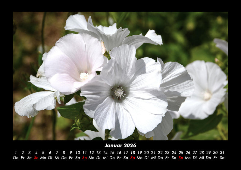 Blumentraum Fotokalender 2026 - 1