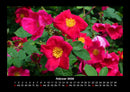 Blumentraum Fotokalender 2026 - 2