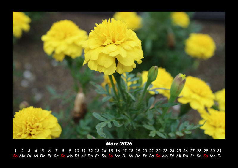 Blumentraum Fotokalender 2026 - 3