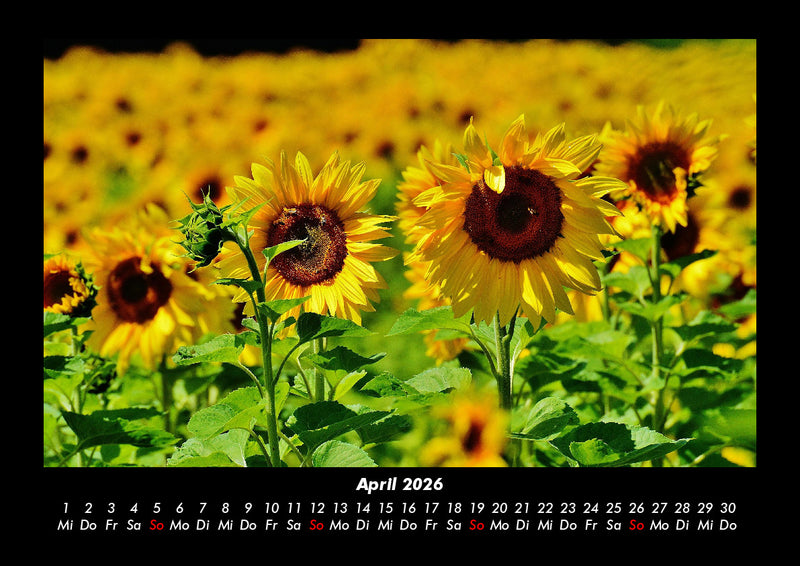 Blumentraum Fotokalender 2026 - 4