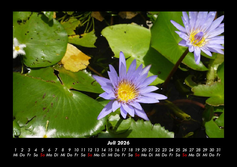 Blumentraum Fotokalender 2026 - 7
