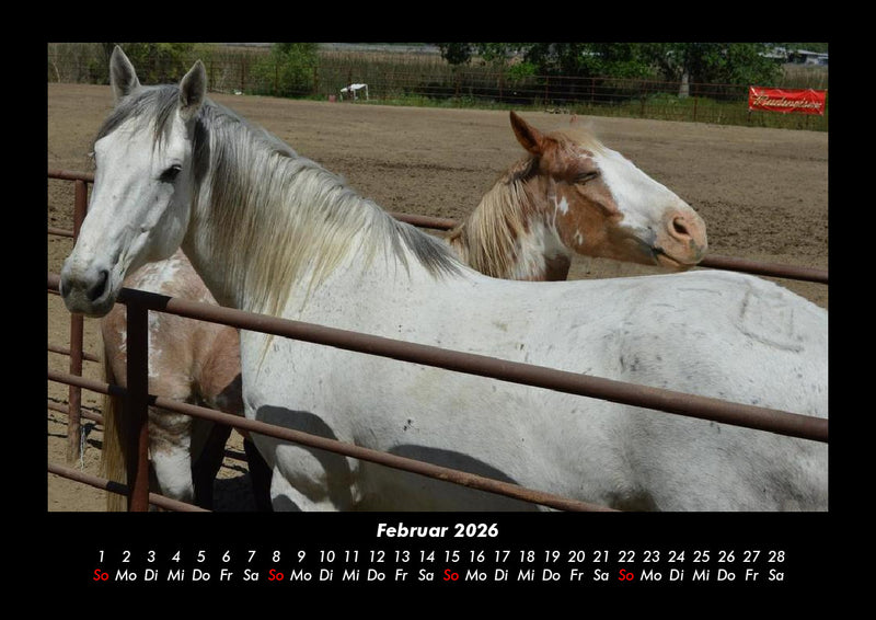 Pferdetraum Fotokalender 2026 - 2