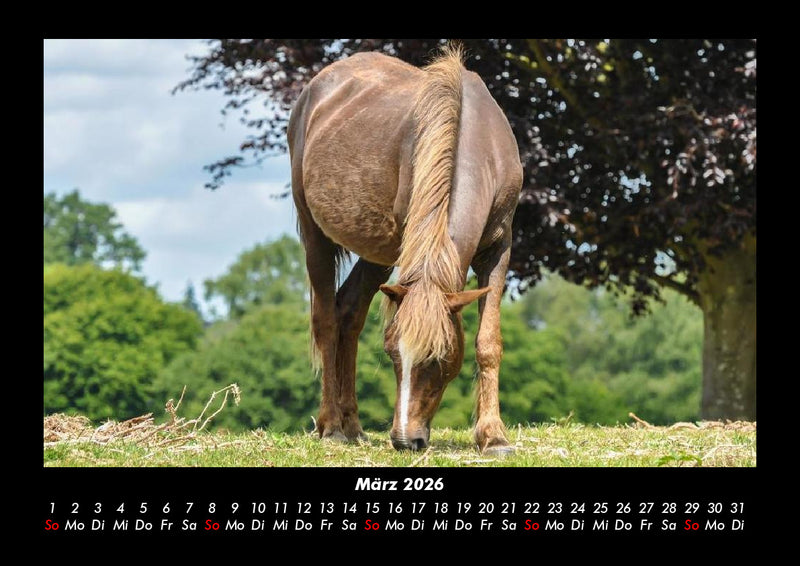 Pferdetraum Fotokalender 2026 - 3