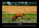 Pferdetraum Fotokalender 2026 - 6