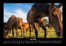 Pferdetraum Fotokalender 2026 - 7