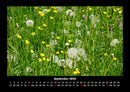 Pflanzen und Blüten Fotokalender 2026 - 9
