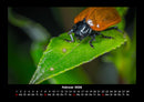 Pflanzen und Blüten Fotokalender 2026 - 2