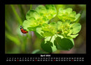 Pflanzen und Blüten Fotokalender 2026 - 4