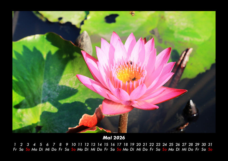 Pflanzen und Blüten Fotokalender 2026 - 5