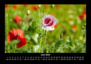 Pflanzen und Blüten Fotokalender 2026 - 6