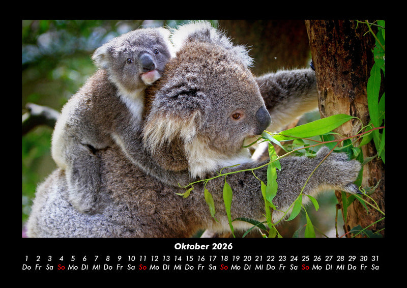 Der Tierkalender Fotokalender 2026 - 10