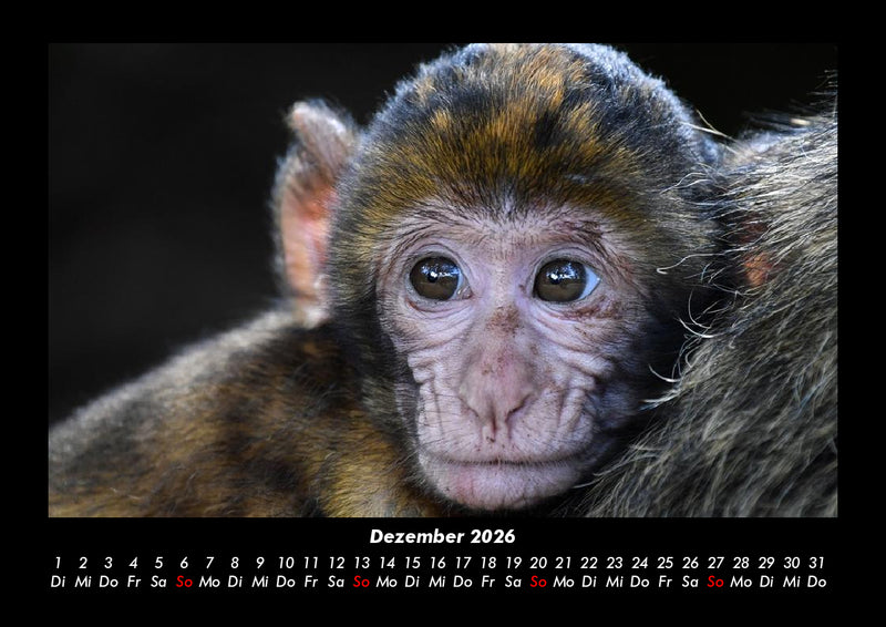 Der Tierkalender Fotokalender 2026 - 12