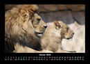 Der Tierkalender Fotokalender 2026 - 1