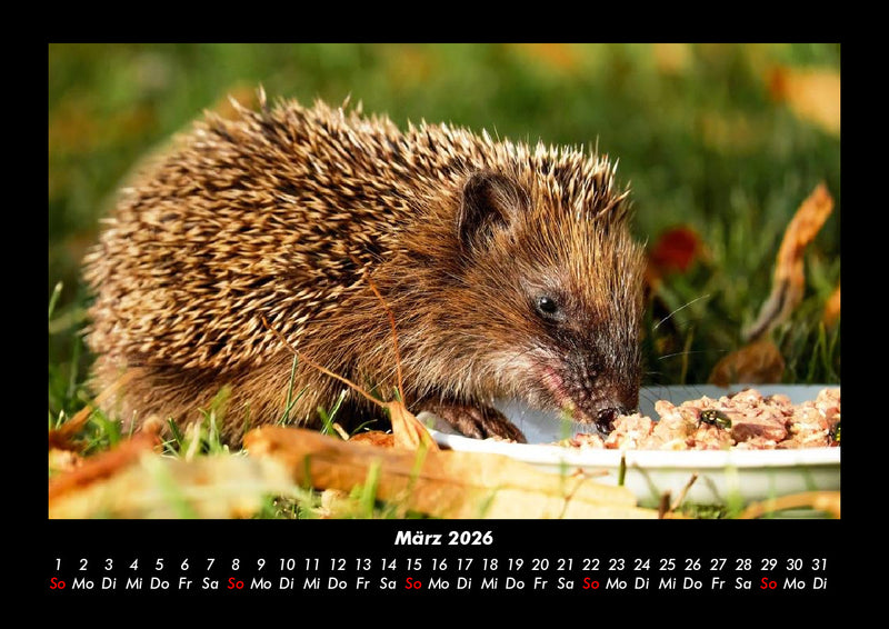 Der Tierkalender Fotokalender 2026 - 3