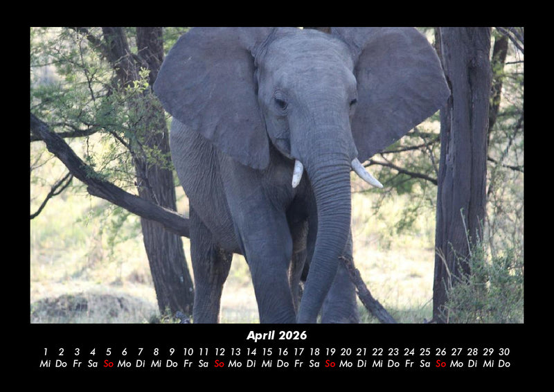 Der Tierkalender Fotokalender 2026 - 4