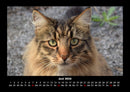 Der Tierkalender Fotokalender 2026 - 6