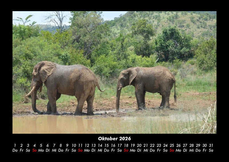 Der Elefantenkalender Fotokalender 2026 - 10