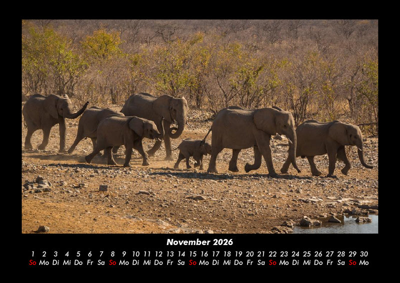 Der Elefantenkalender Fotokalender 2026 - 11
