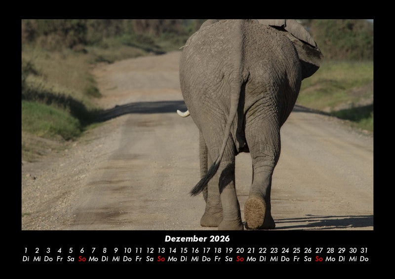 Der Elefantenkalender Fotokalender 2026 - 12
