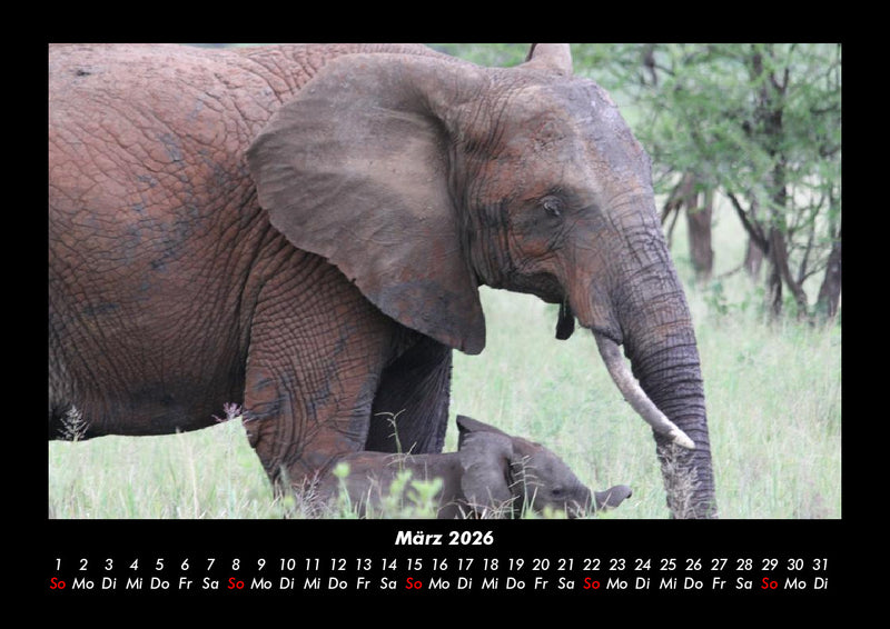 Der Elefantenkalender Fotokalender 2026 - 3
