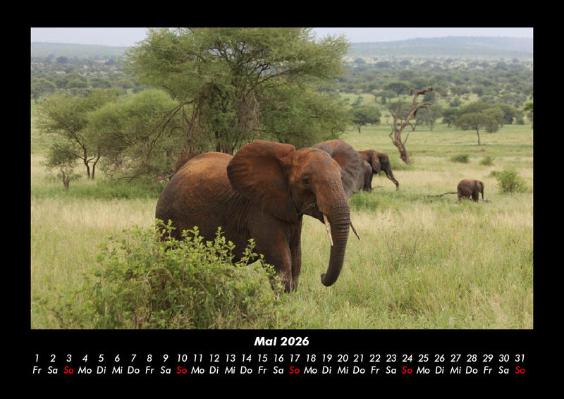 Der Elefantenkalender Fotokalender 2026 - 5