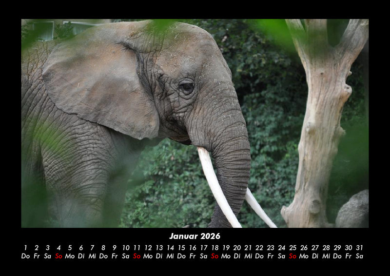 Der Elefantenkalender Fotokalender 2026 - 1