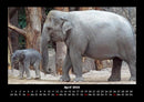 Der Elefantenkalender Fotokalender 2026 - 4