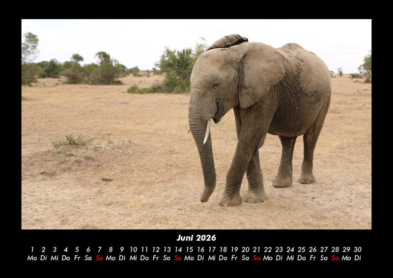 Der Elefantenkalender Fotokalender 2026 - 6