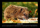 Tiere in der Wildnis Fotokalender 2026 - 10