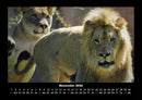 Tiere in der Wildnis Fotokalender 2026 - 11