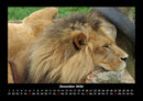 Tiere in der Wildnis Fotokalender 2026 - 12