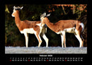 Tiere in der Wildnis Fotokalender 2026 - 2