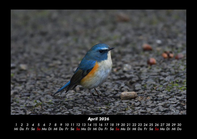 Tiere in der Wildnis Fotokalender 2026 - 4