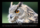 Tiere in der Wildnis Fotokalender 2026 - 5