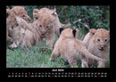 Tiere in der Wildnis Fotokalender 2026 - 6
