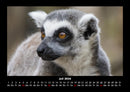 Tiere in der Wildnis Fotokalender 2026 - 7