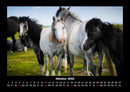 Die Welt der Pferde Fotokalender 2026 - 10