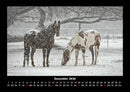 Die Welt der Pferde Fotokalender 2026 - 12