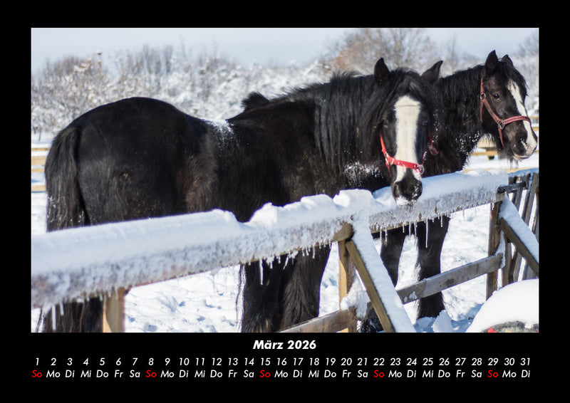 Die Welt der Pferde Fotokalender 2026 - 3