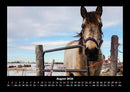 Die Welt der Pferde Fotokalender 2026 - 8