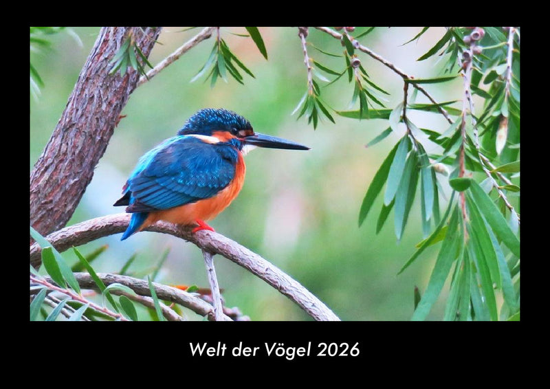 Welt der Vögel Fotokalender 2026 - Hauptbild