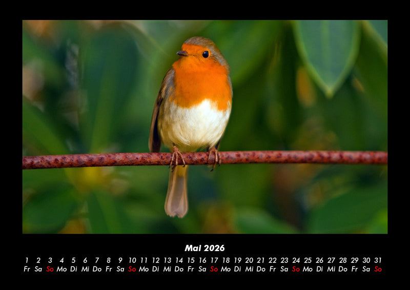 Welt der Vögel Fotokalender 2026 - 5