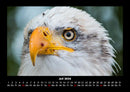 Welt der Vögel Fotokalender 2026 - 7