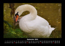 Welt der Vögel Fotokalender 2026 - 9