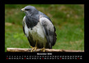 Welt der Vögel Fotokalender 2026 - 11