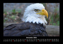 Welt der Vögel Fotokalender 2026 - 12